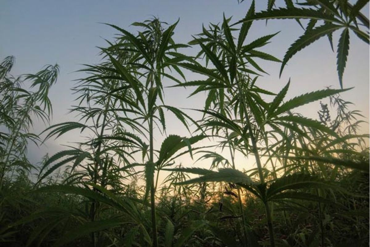 hemp in texas | national industrial hemp expo