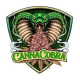 Canna Cobra 73cf1955