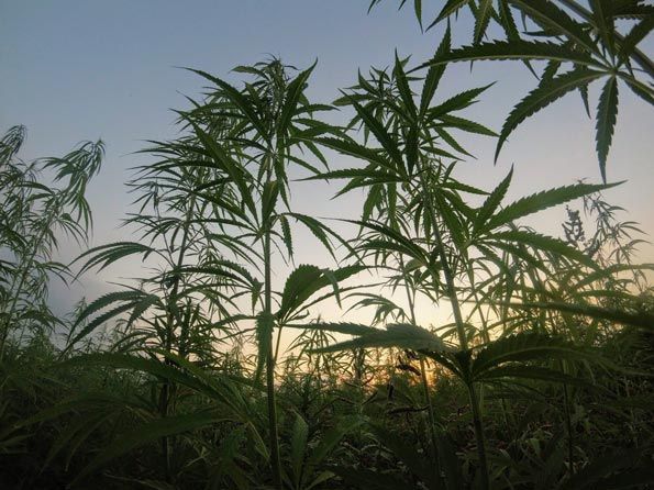 hemp in texas | national industrial hemp expo