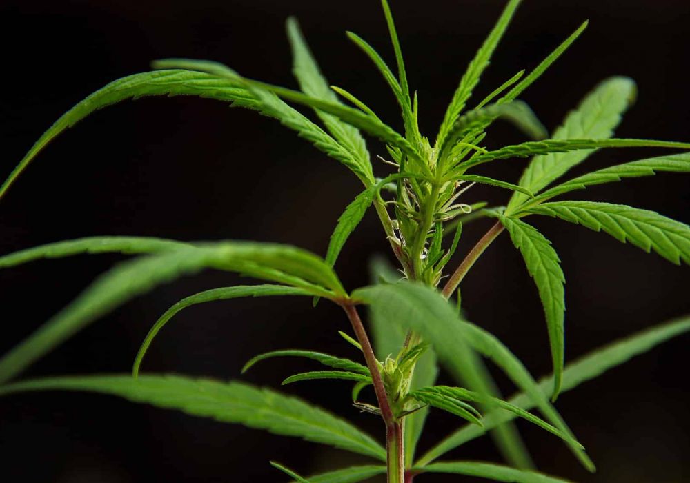 cannabis trade show | cannabis trade shows | lucky leaf expo